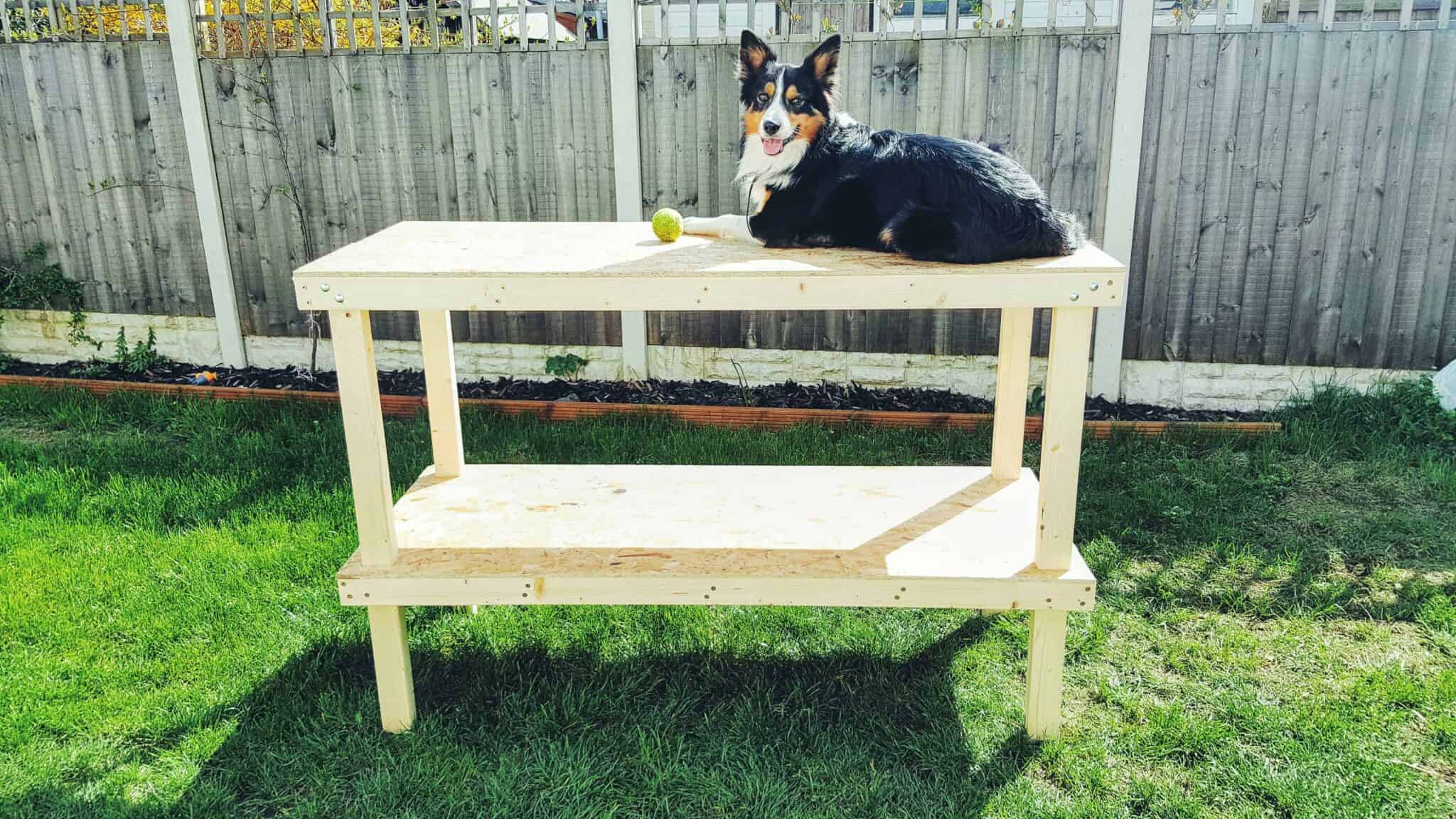 Workbench in a yard with a dog on top