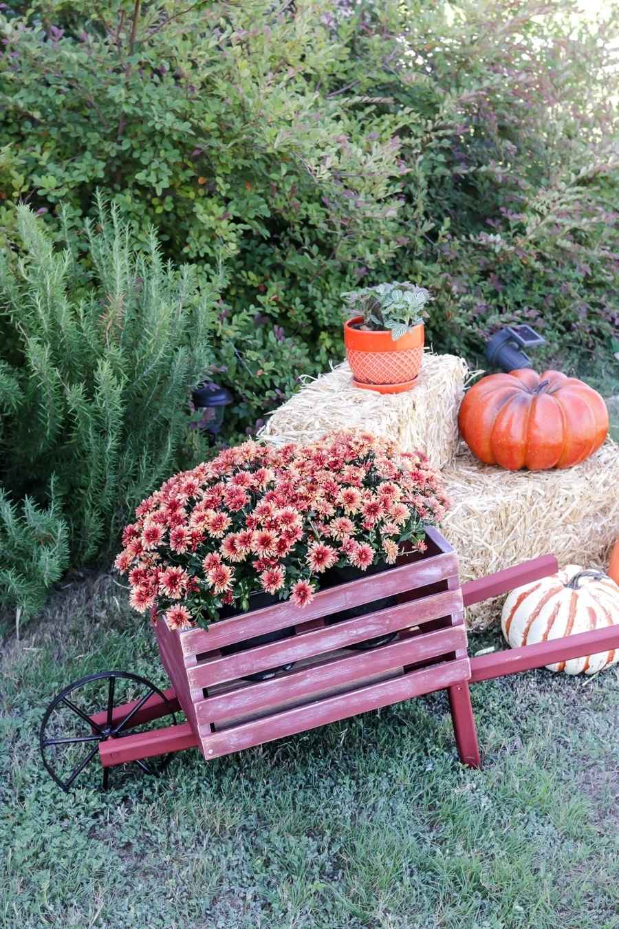 Red wooden wheelbarrow with a metal wheel filled with mums