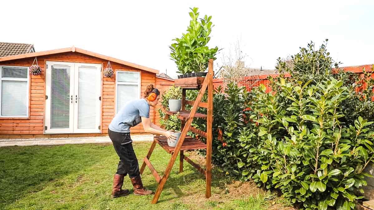 Person placing a pot on a ladder-style plant stand