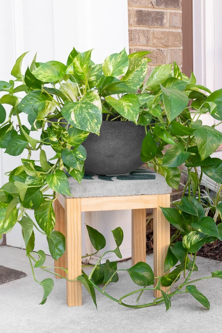 Wood plant stand topped with a concrete paver and vining plant